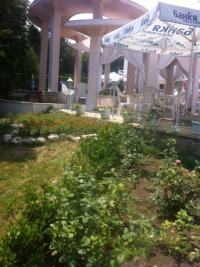 Стая в Златни Пясъци - снимка 2