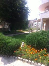 Стая в Златни Пясъци - снимка 6