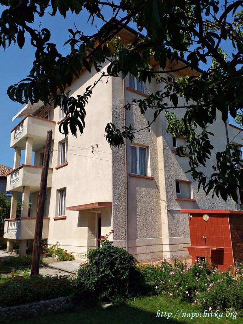 Лято Стая Китен